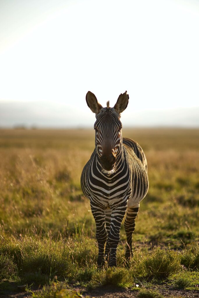 Zebra in field