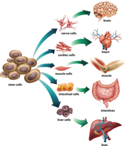 Stem cells become different, specialized types of cells